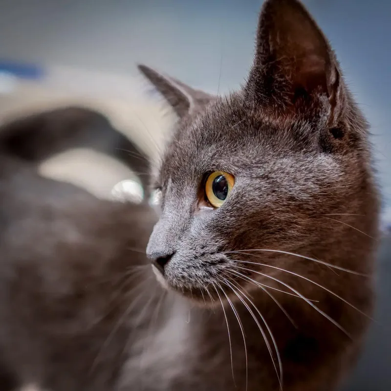 An adult large-sized female Gray / Blue / Silver Domestic Short Hair cat named LeiLei for adoption in HANSON, MA