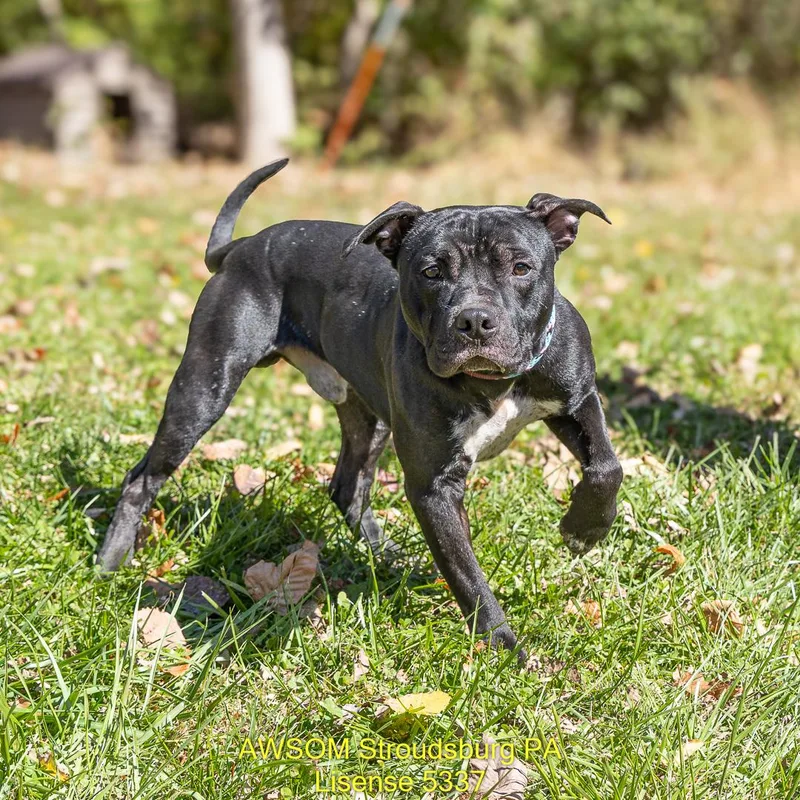 An adult medium-sized male Black Pit Bull Terrier dog named Courage for adoption in Stroudsburg, PA
