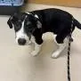 A baby medium-sized female Tricolor (Brown, Black, & White) Coonhound dog named Hazel for adoption in St. Augustine, FL