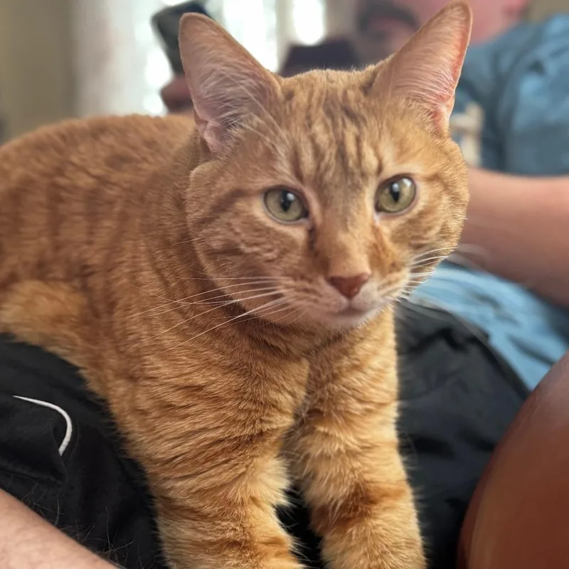 An adult large-sized male Domestic Short Hair cat named Dembe for adoption in Kennebunk, ME