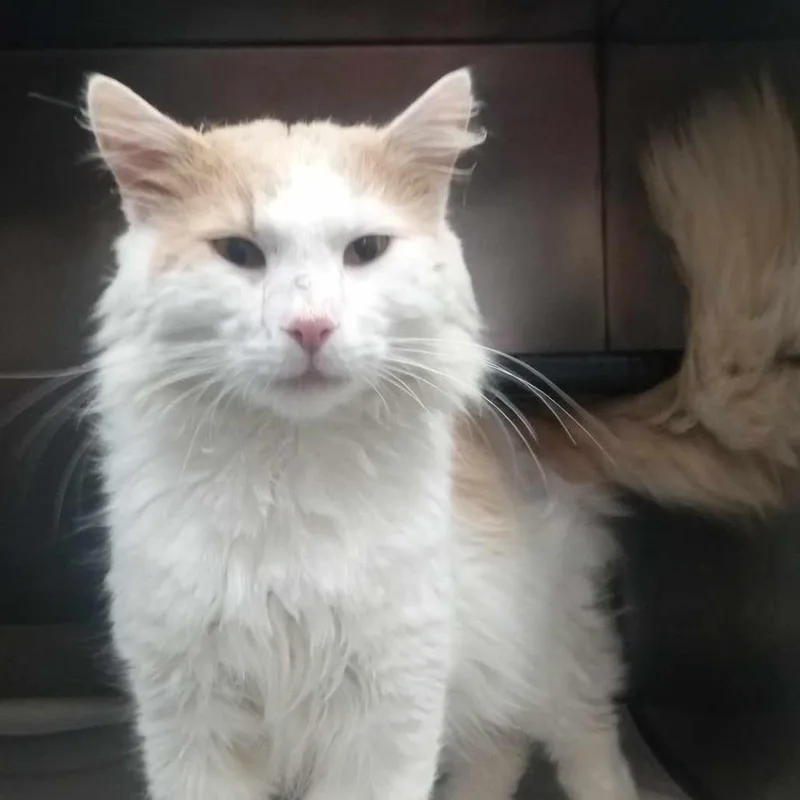 An adult large-sized male White Domestic Long Hair cat named Butters for adoption in Chantilly, VA