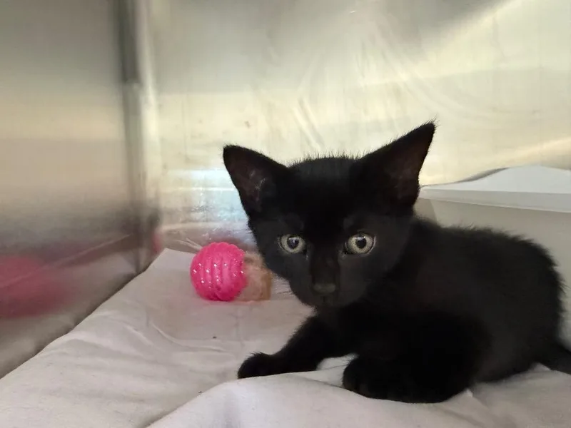 A baby medium-sized female Domestic Short Hair cat named Nightshade for adoption in Pomona, NY