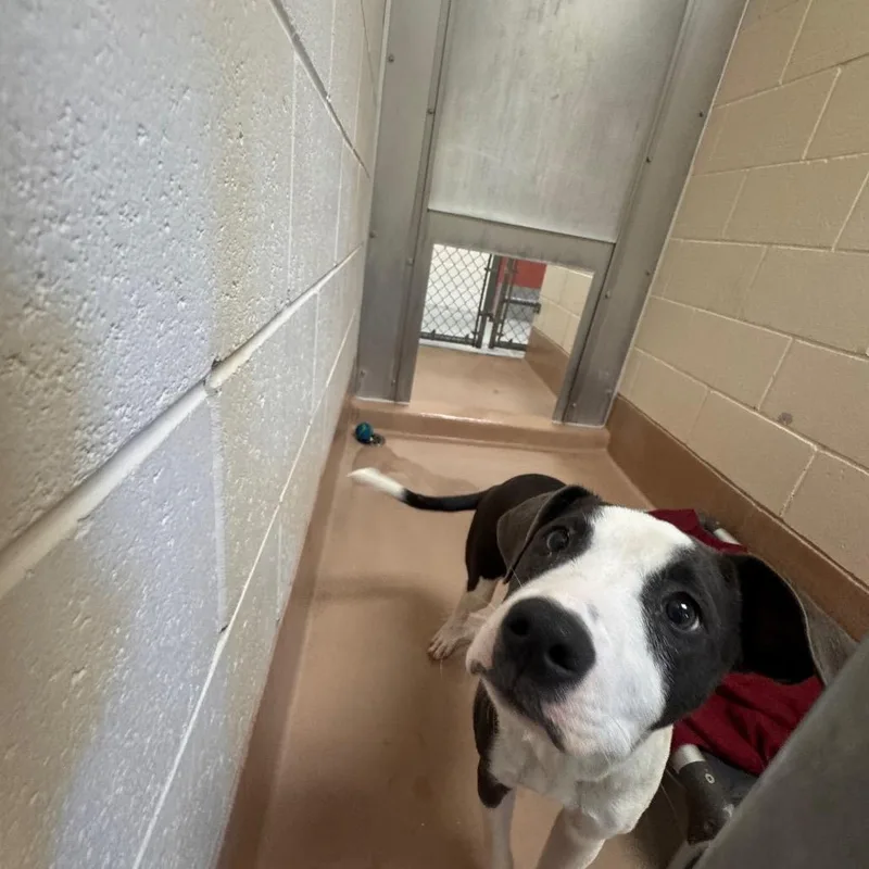 A baby medium-sized female Gray / Blue / Silver Pit Bull Terrier dog named Lilith for adoption in Reno, NV
