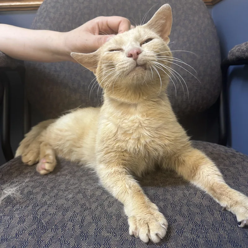 An adult medium-sized male Buff / Tan / Fawn Domestic Short Hair cat named Cornflake for adoption in Scranton, PA