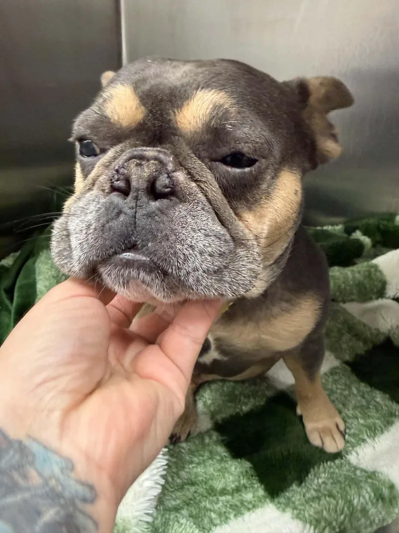 An adult medium-sized male French Bulldog dog named Jimothy for adoption in Mount Pleasant, SC