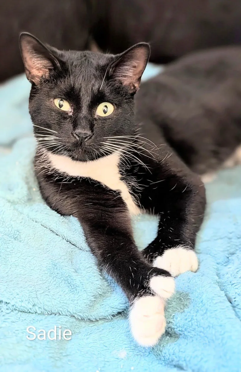 An adult small-sized female Black & White / Tuxedo Domestic Short Hair cat named Sadie for adoption in Flint, MI