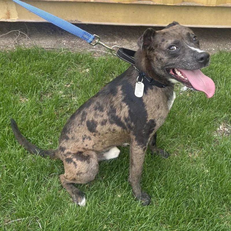 An adult medium-sized male Brown / Chocolate Mountain Cur dog named Jack Frost for adoption in Mooresville, IN