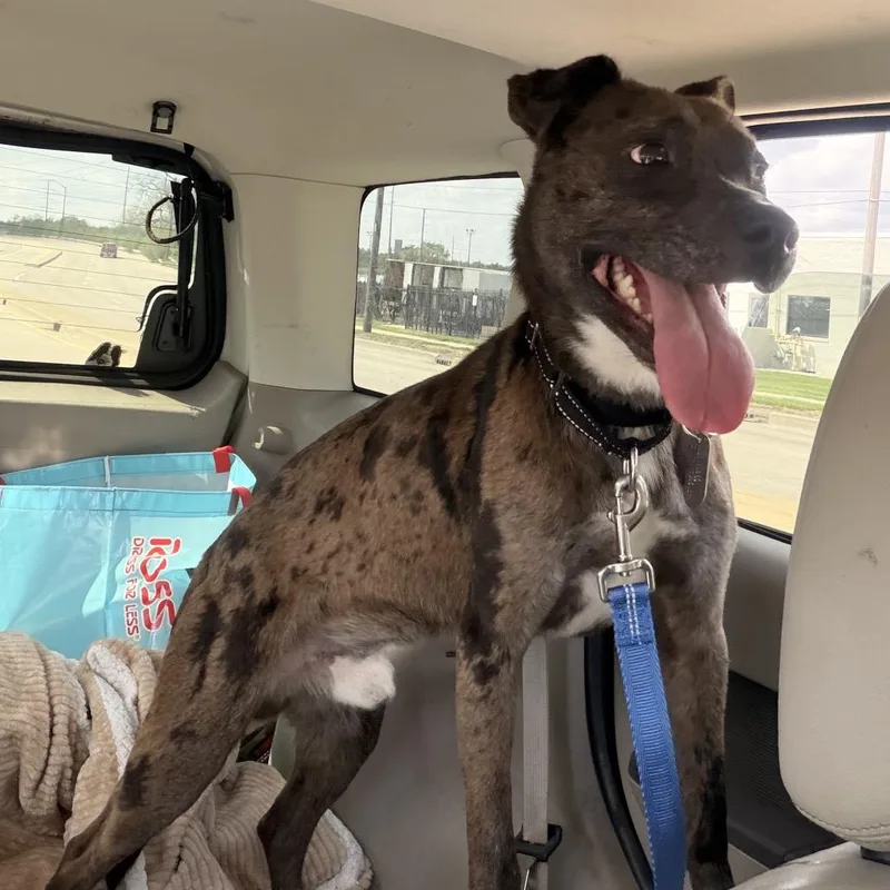 Jack Frost thumbnail 2