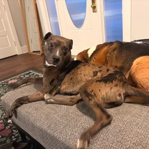 Jack Frost thumbnail 3