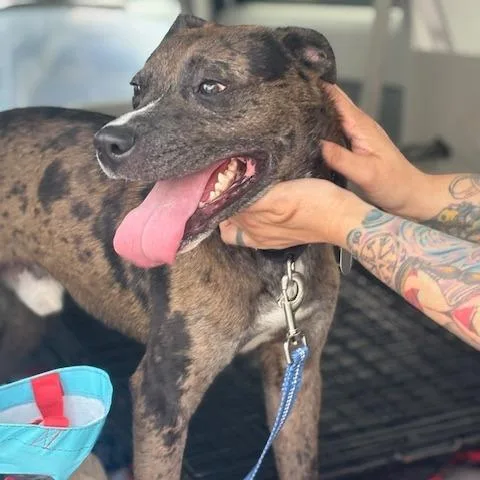 Jack Frost thumbnail 4