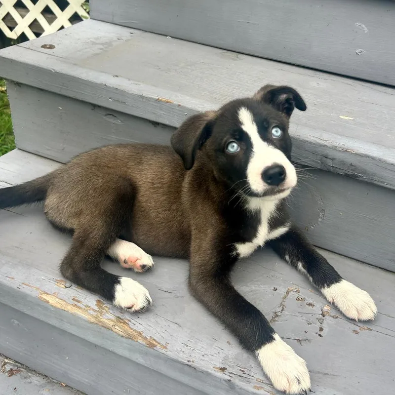A baby small-sized female Black Husky dog named Sky Pup: Cassie for adoption in Falls Church, VA