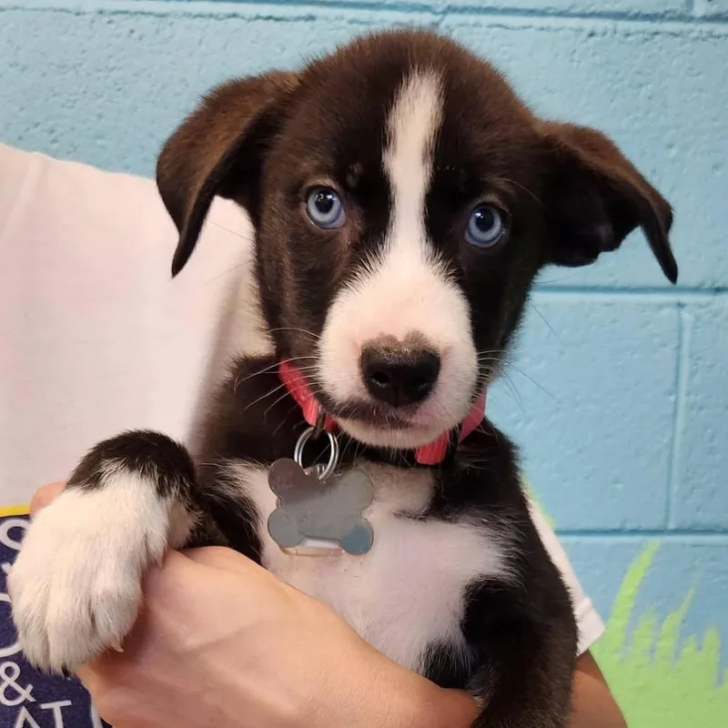 Sky Pup: Cassie thumbnail 4