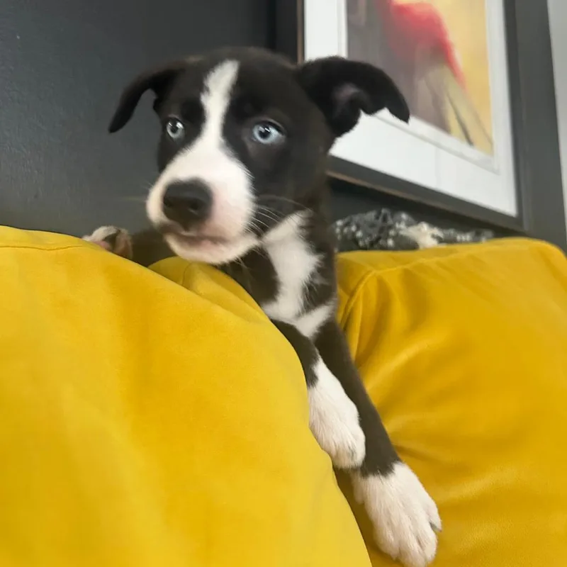 Sky Pup: Cassie thumbnail 5