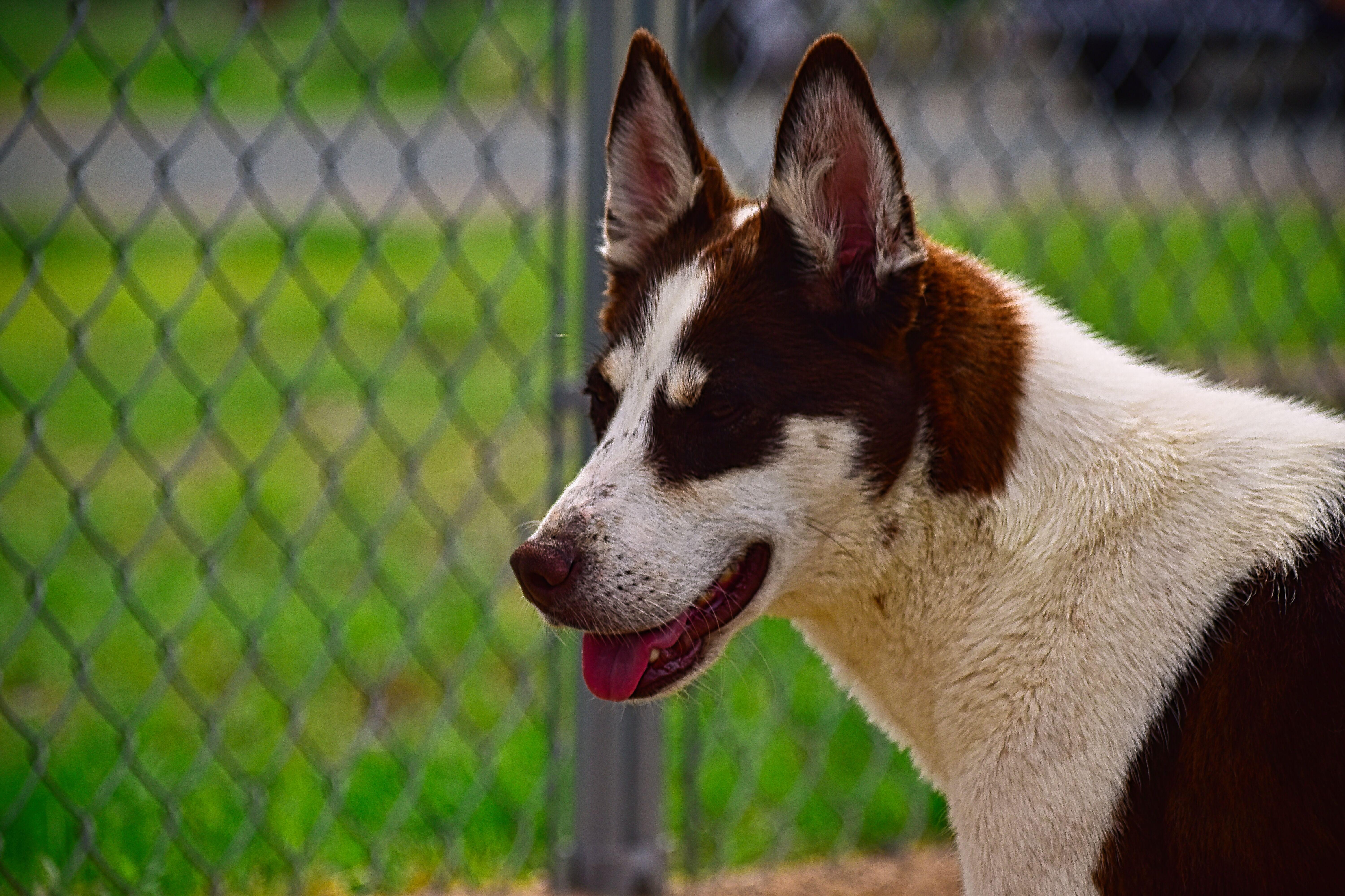An adult medium-sized female Australian Shepherd dog named Cocoa for adoption in Mayer, AZ