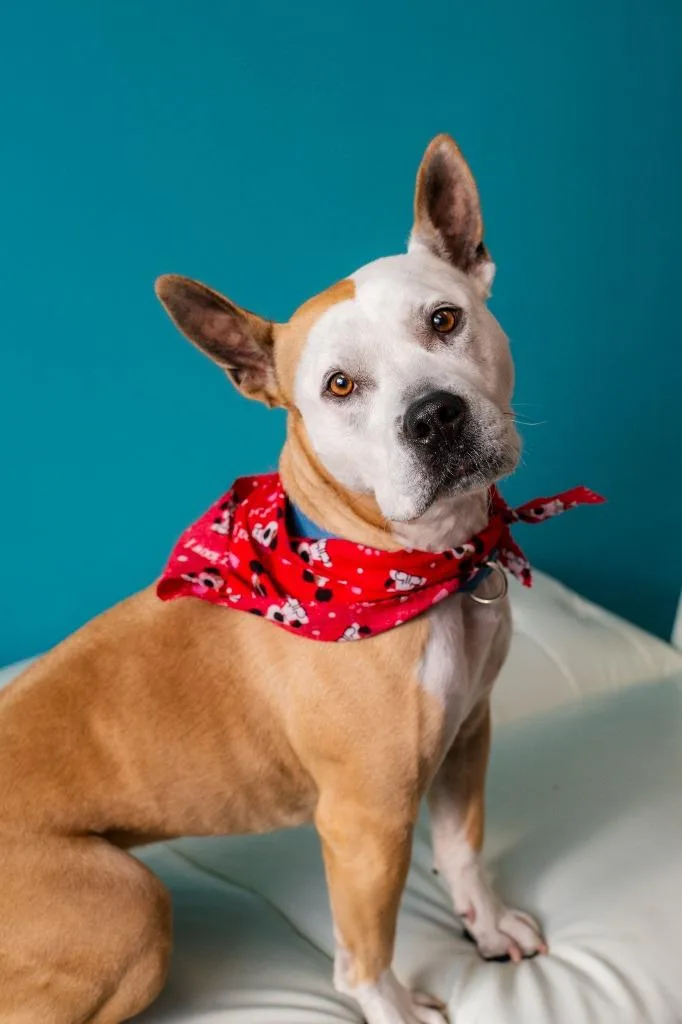 An adult large-sized female Pit Bull Terrier dog named Aprilia for adoption in Minneapolis, MN