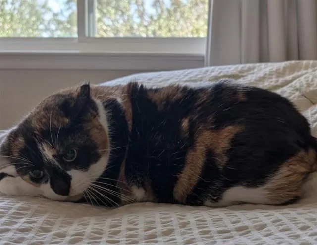 A senior large-sized female Domestic Short Hair cat named Diamond for adoption in Castaic, CA