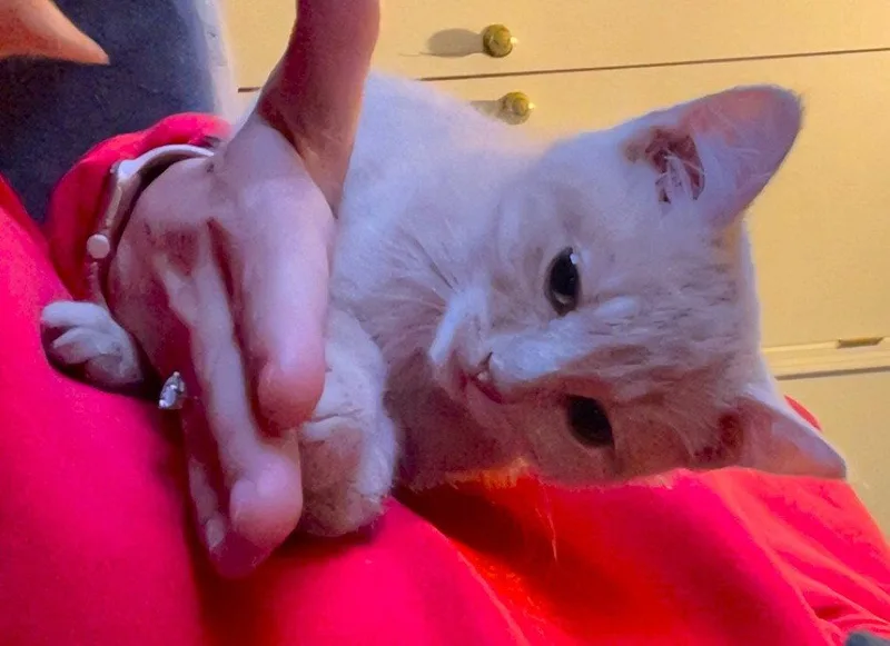 A baby medium-sized female Orange / Red Domestic Short Hair cat named Agatha for adoption in Shawnee, KS