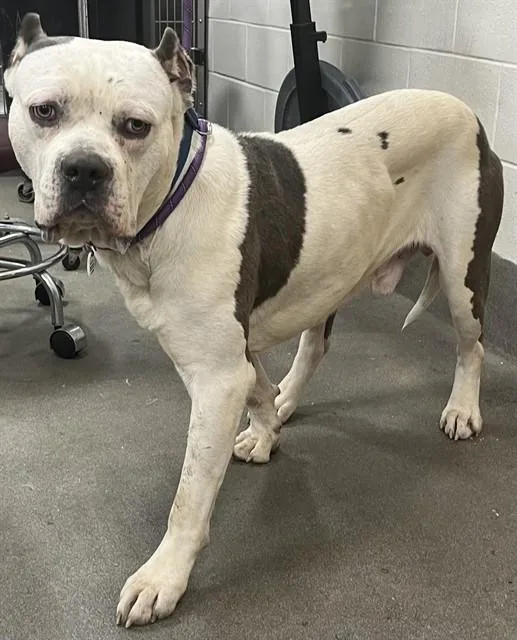 An adult large-sized male American Bulldog dog named Ice Cube for adoption in Upper Marlboro, MD