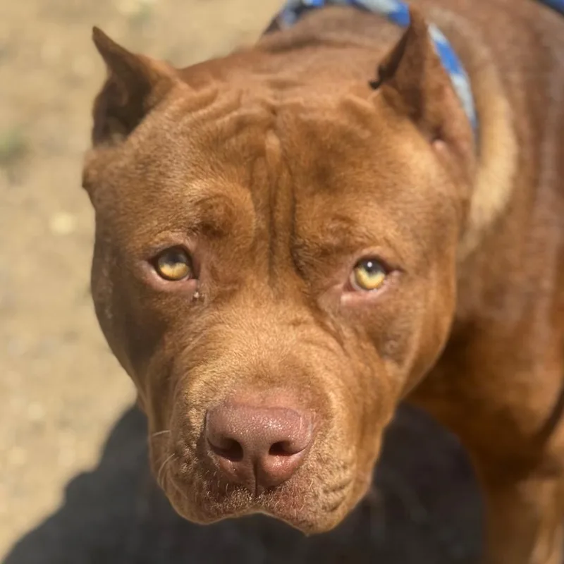 A young large-sized male Red / Chestnut / Orange Pit Bull Terrier dog named Reggie for adoption in Santa Barbara, CA