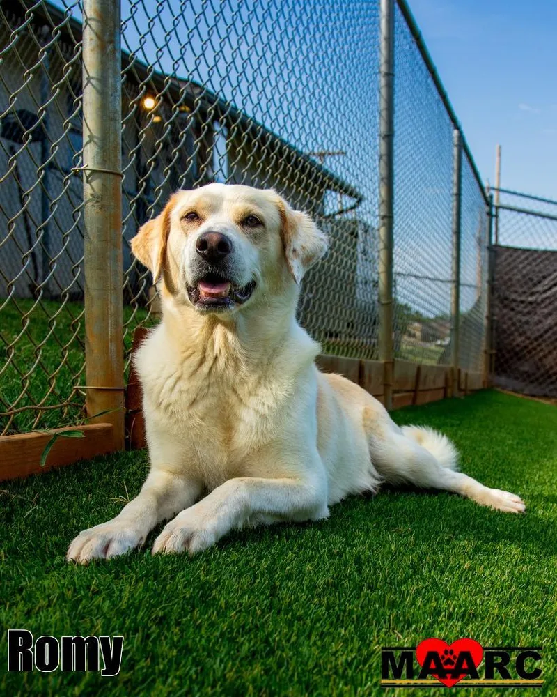 An adult large-sized female Labrador Retriever dog named Romy for adoption in Maryville, TN