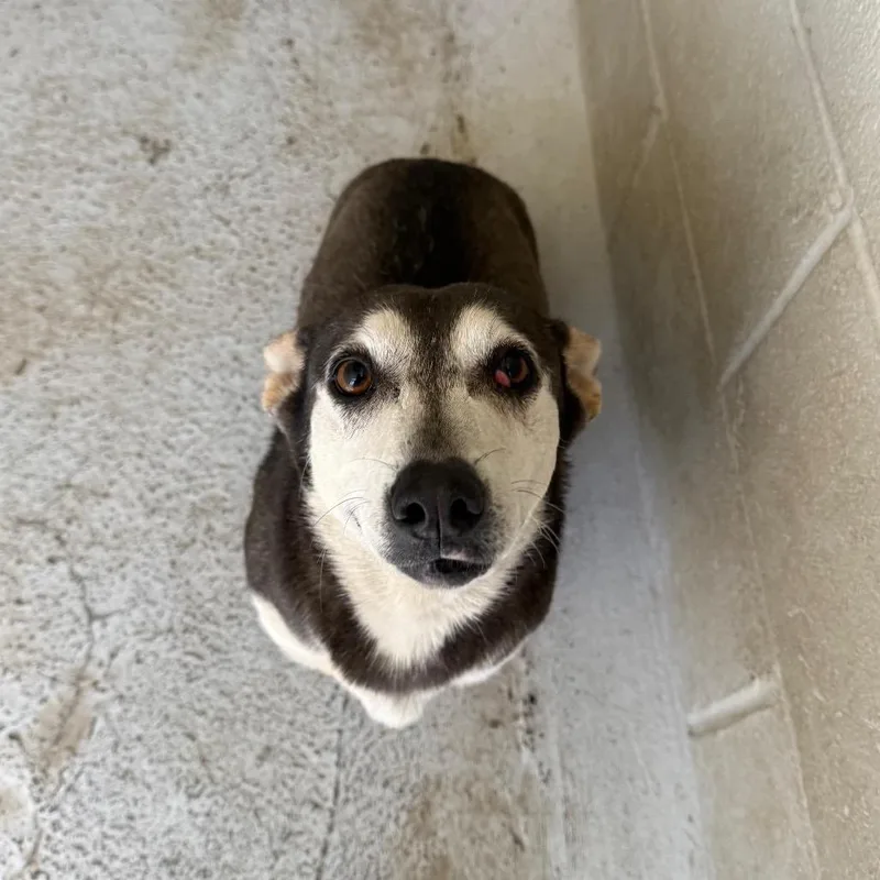 An adult medium-sized female Gray / Blue / Silver Cardigan Welsh Corgi dog named Beya for adoption in Laredo, TX
