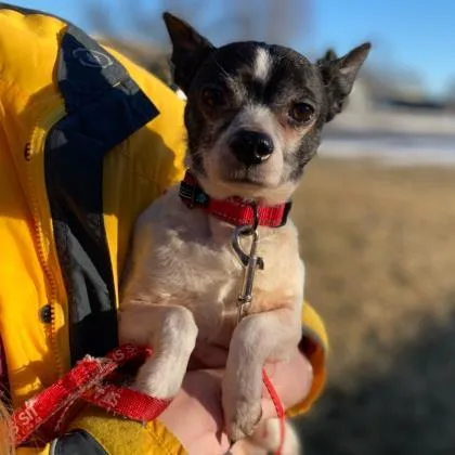 A senior small-sized male Mixed Breed dog named Manny for adoption in Janesville, WI