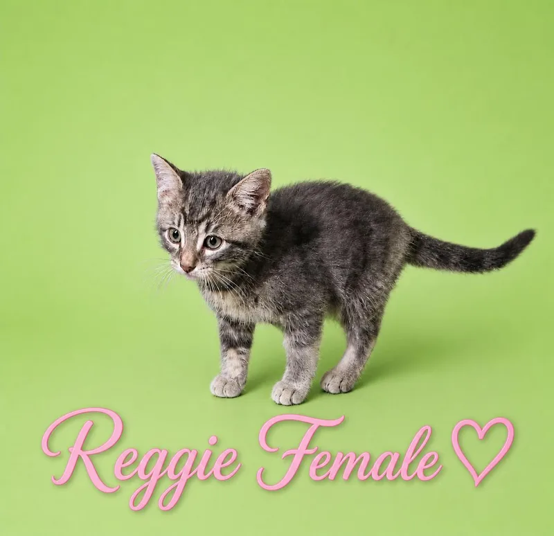 A young medium-sized female Tabby (Gray / Blue / Silver) Domestic Medium Hair cat named Reggie And Twister for adoption in Reno, NV