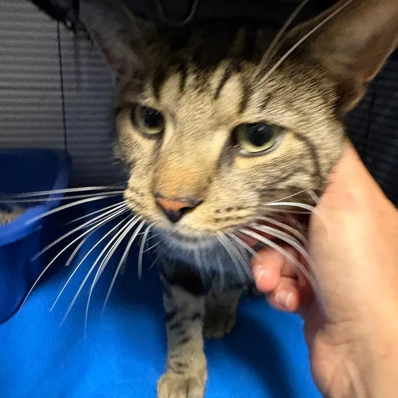 A young large-sized male Domestic Short Hair cat named Damien for adoption in Hampton Bays, NY