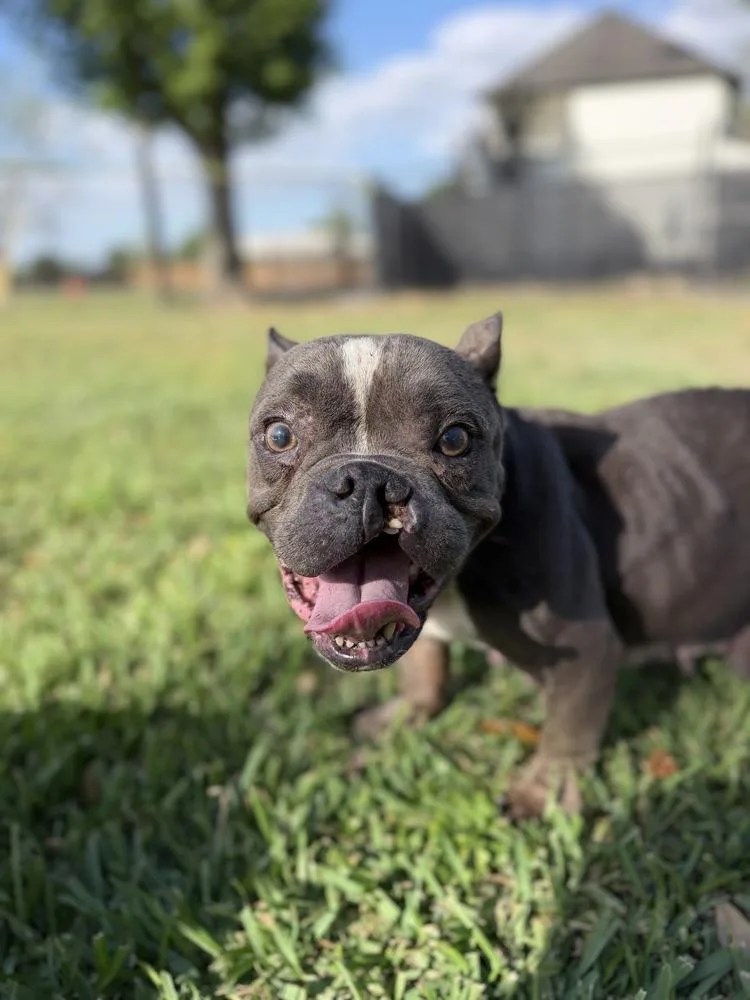 Nefertiti thumbnail 2