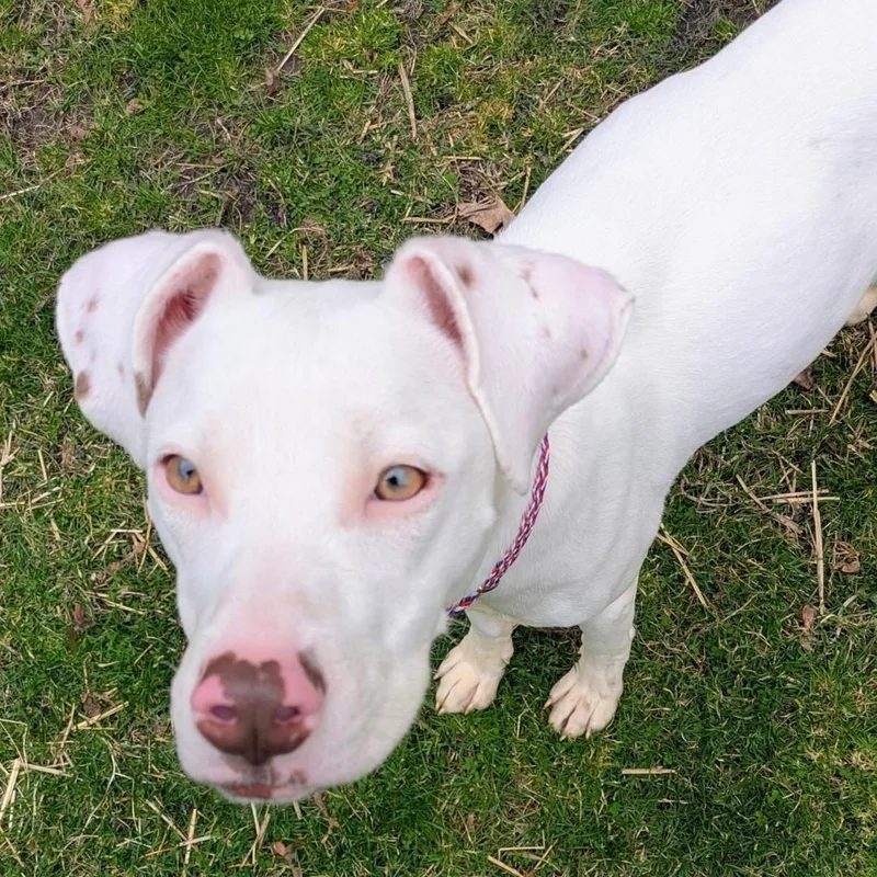 An adult medium-sized female White / Cream Mixed Breed dog named Sandrine for adoption in Chicago, IL