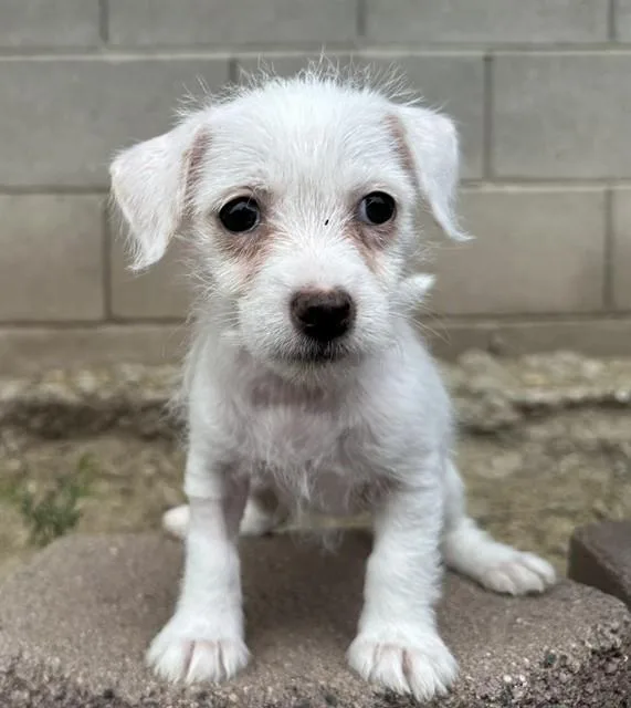 A baby small-sized female Labrador Retriever dog named Artemis for adoption in Tucson, AZ