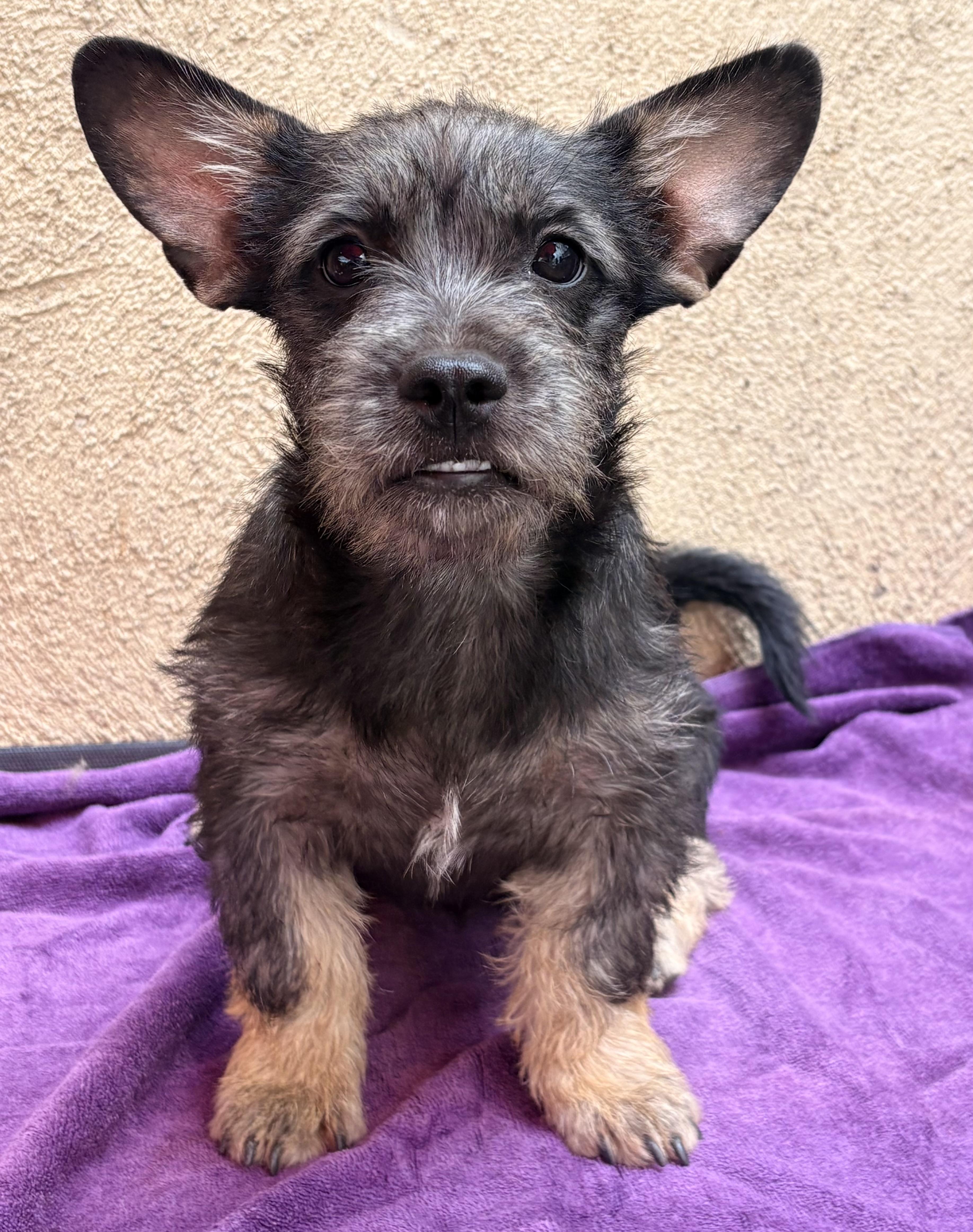 A young small-sized female Miniature Dachshund dog named Ziggy for adoption in Los Angeles, CA