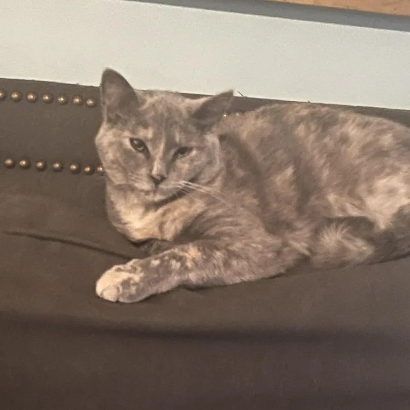 A young medium-sized female Tortoiseshell Domestic Short Hair cat named Marnie for adoption in Charlottesville, VA