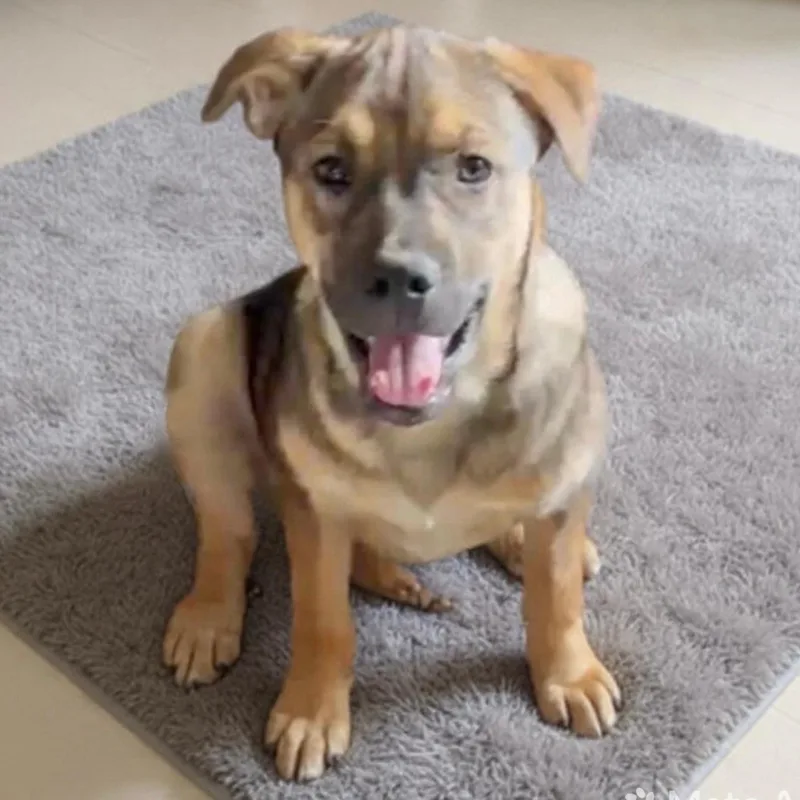 A baby medium-sized male Mixed Breed dog named Buddy for adoption in Hillsborough, NJ