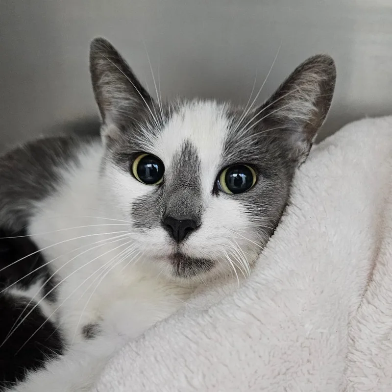 An adult medium-sized female White Domestic Short Hair cat named Minthara for adoption in Corpus Christi, TX