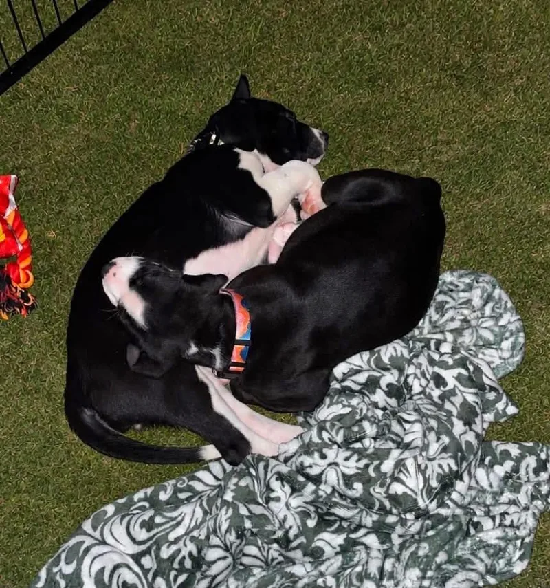 A baby medium-sized female Black Mixed Breed dog named Quinn for adoption in Branson, MO
