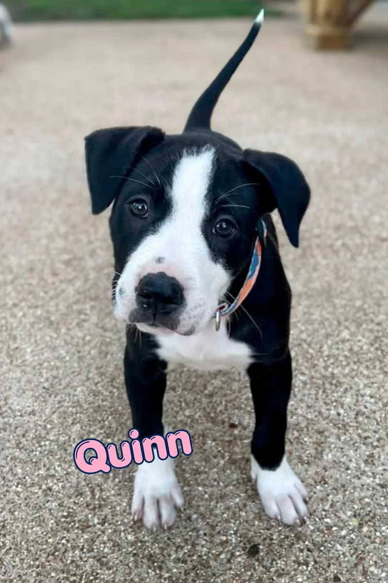 Quinn thumbnail 4