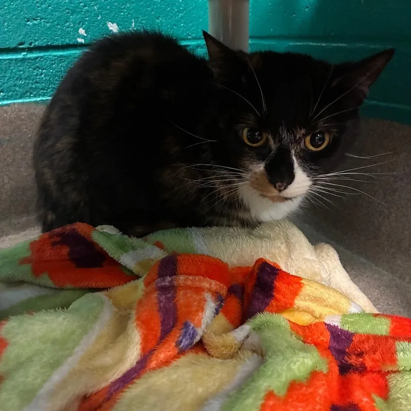 An adult medium-sized female Calico Domestic Short Hair cat named Lacey for adoption in Fredericksburg, VA