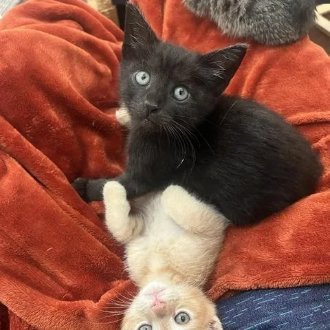 Smoochie