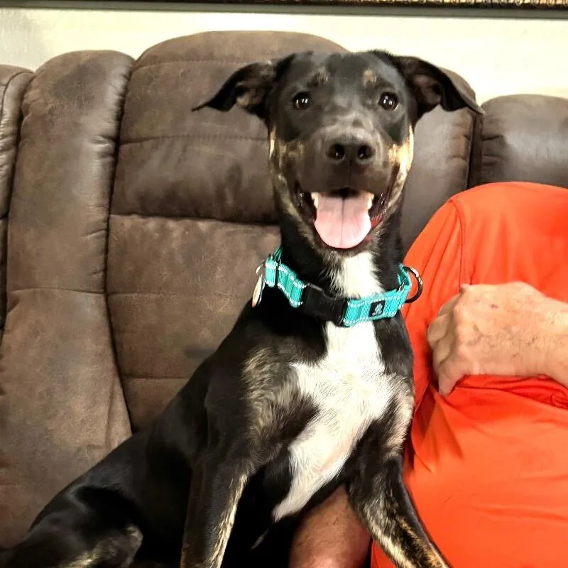 A young medium-sized female Black Mixed Breed dog named Bixie Butterbeans for adoption in lawton, OK