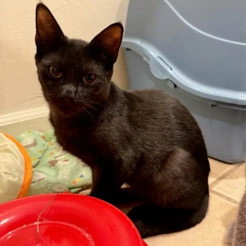 A baby small-sized female Black Domestic Short Hair cat named SweeTango for adoption in Santa Rosa, CA