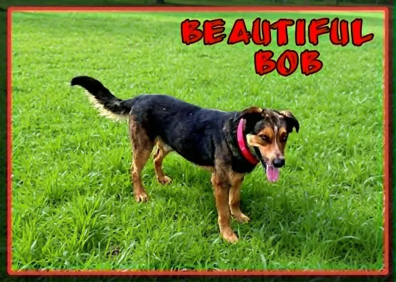 Bob