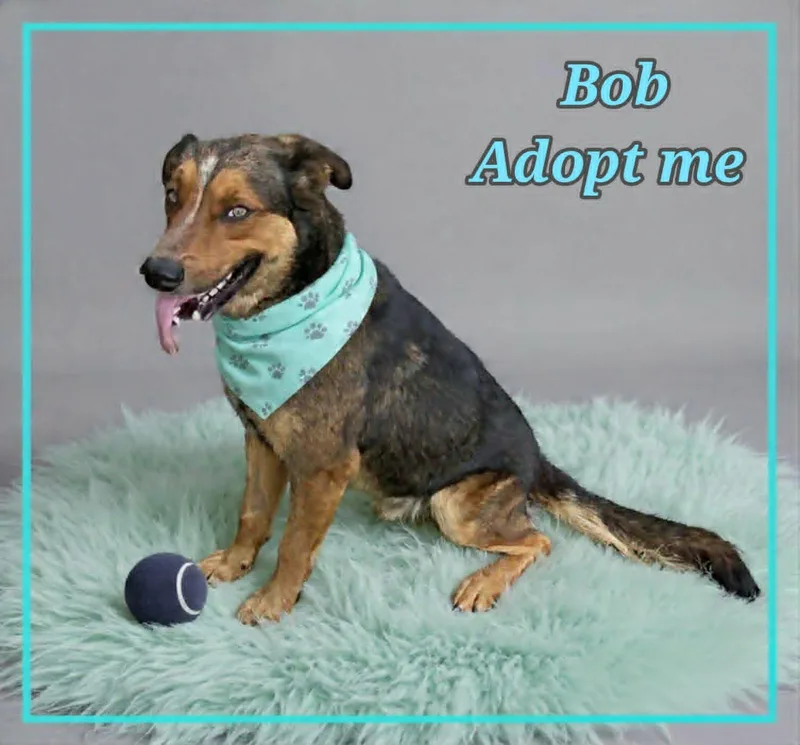 Bob thumbnail 3