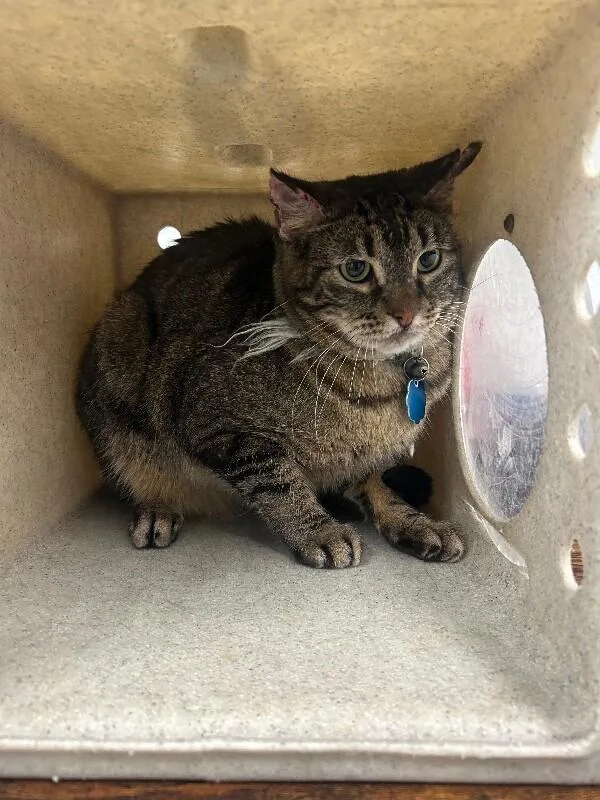 A senior medium-sized female Domestic Short Hair cat named Sassy for adoption in Fruit Heights, UT