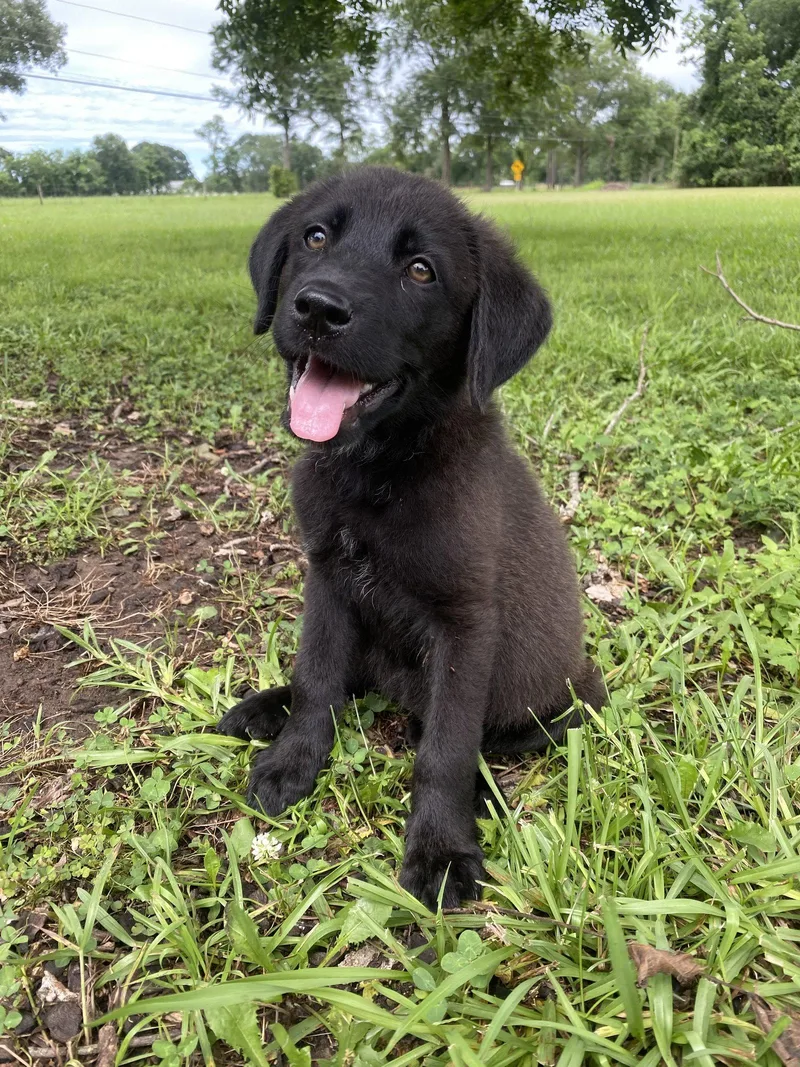 A young medium-sized female Labrador Retriever dog named Nora  Curious today. for adoption in Oakhurst, NJ