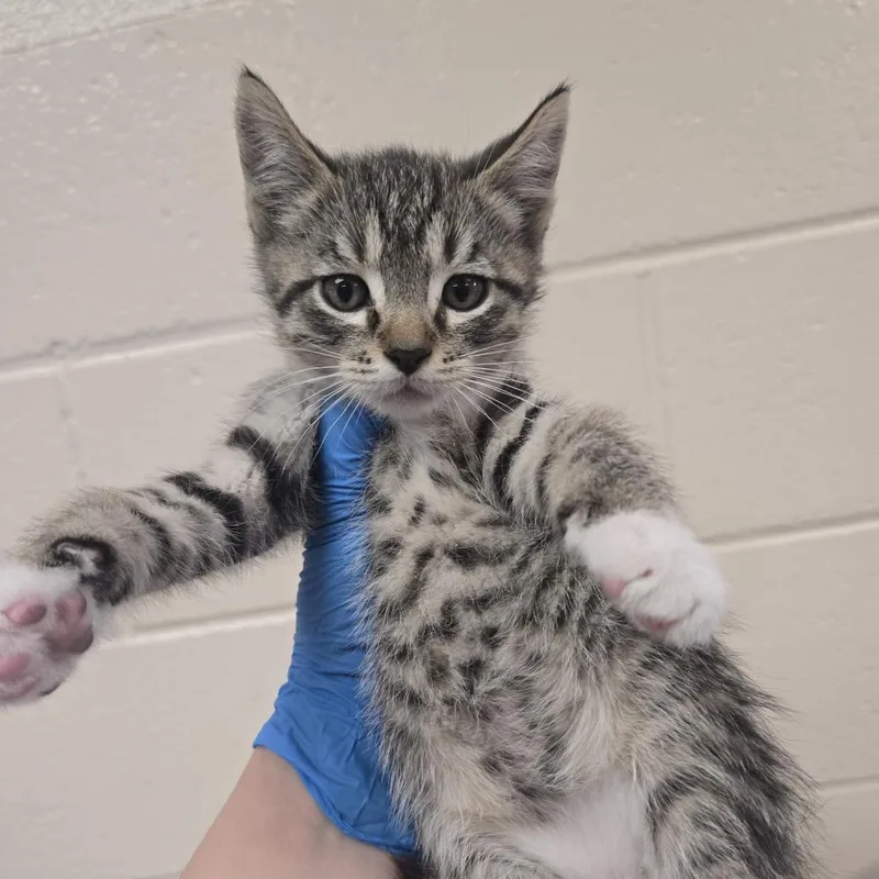 A baby small-sized male Brown / Chocolate Domestic Short Hair cat named Joker for adoption in Reno, NV