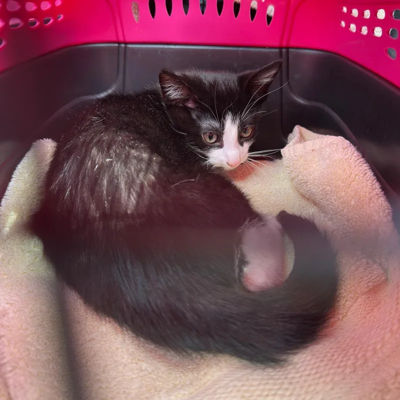 A baby medium-sized male Domestic Short Hair cat named Samson for adoption in Clifton, NJ