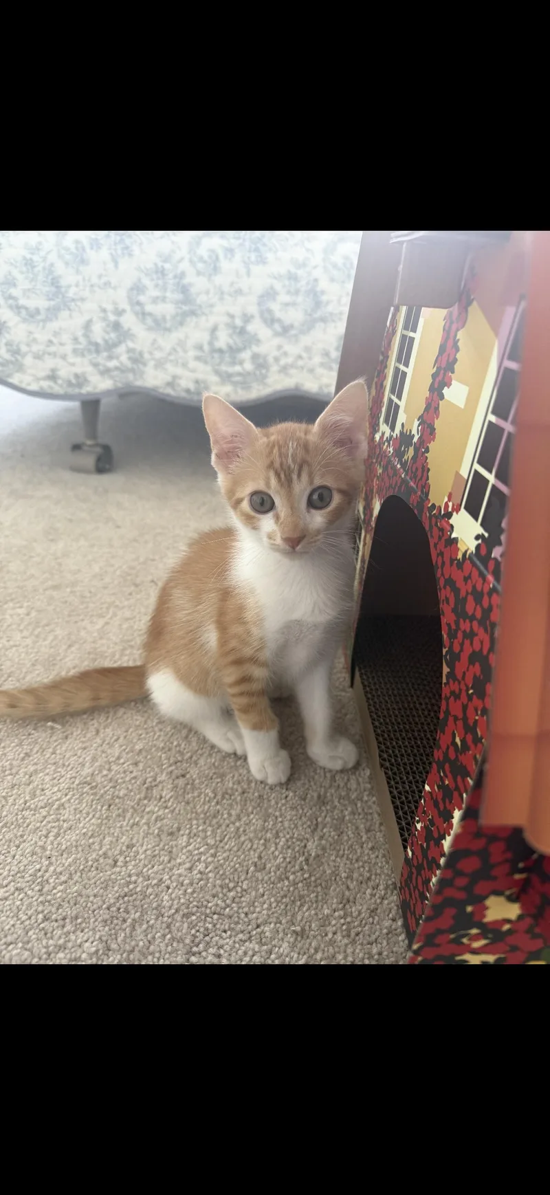 Jax