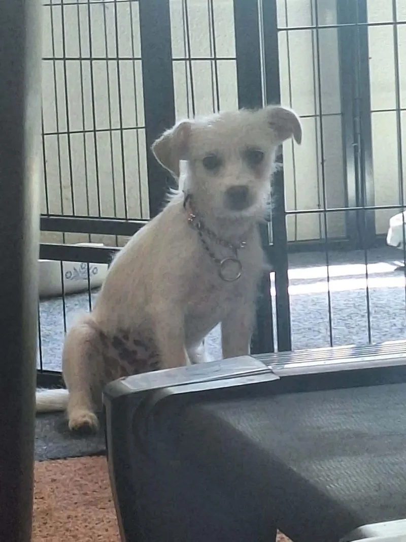 A baby small-sized female White / Cream Fox Terrier dog named Bree for adoption in Eugene, OR