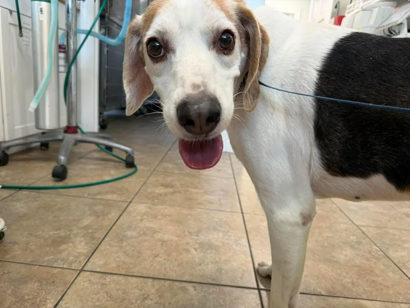 An adult medium-sized male Coonhound dog named Charlie for adoption in Jacksonville, NC